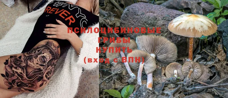 shop клад  Бодайбо  Галлюциногенные грибы Psilocybe 